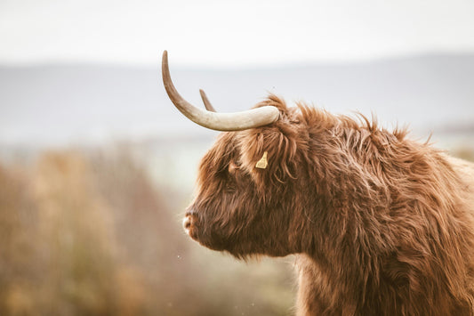 Yak-Rind auf einer Weide